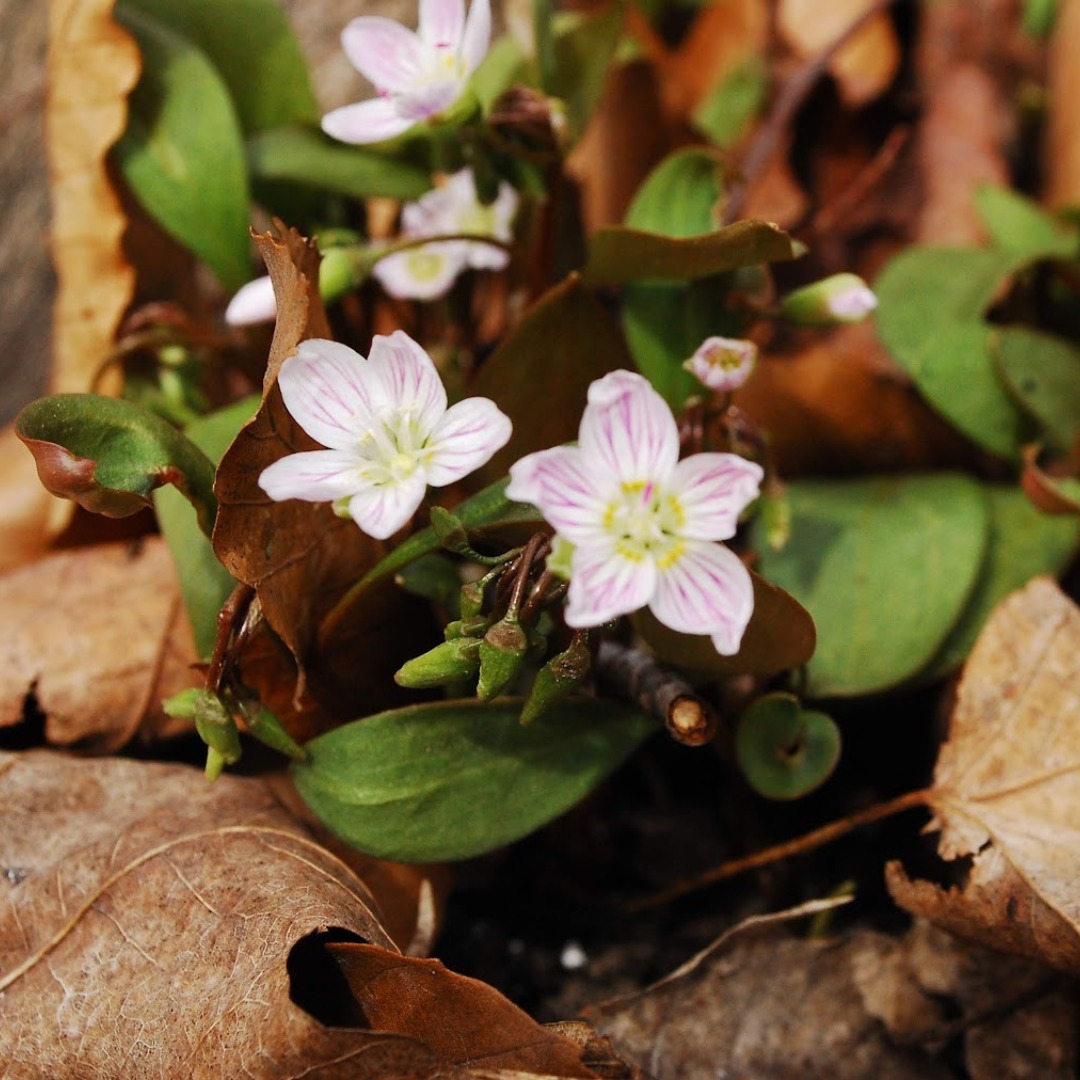 FleurPrintaniere_ClaytonieCaroline